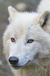 WHITE_SNOW_WOLF