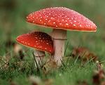 AMANITA27