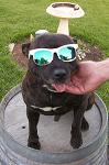 black_staffy