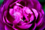 Purplerose_01