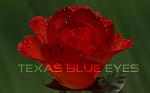 texas_blue_eyes