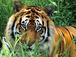 _ANDERSON_TIGER_