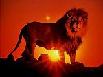 Lion_Holland_SUN