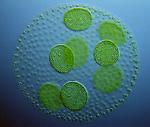 Green_Algae